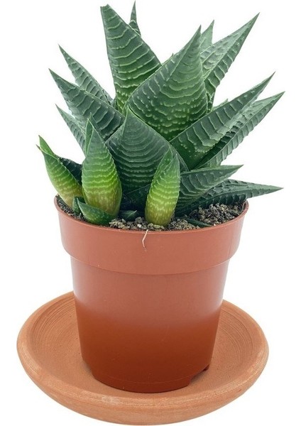 Egzotikbahçe Haworthia Limifolia Büyük Boy Çap 8.5