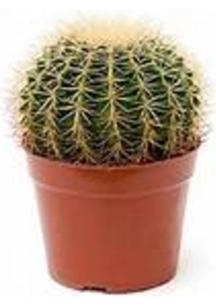 Egzotikbahçe Ithal Kaktüs 5,5cm Saksı