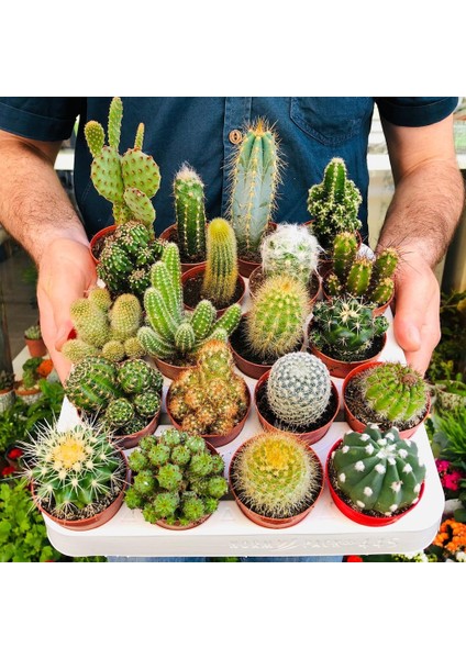 Egzotikbahçe Kaktüs Seti 10 Adet Farklı Cactus Mix Dolgun Formlu Çeşit