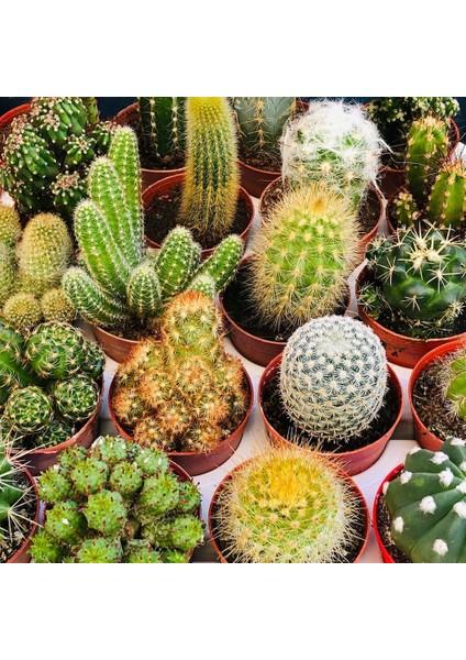Egzotikbahçe Kaktüs Seti 10 Adet Farklı Cactus Mix Dolgun Formlu Çeşit