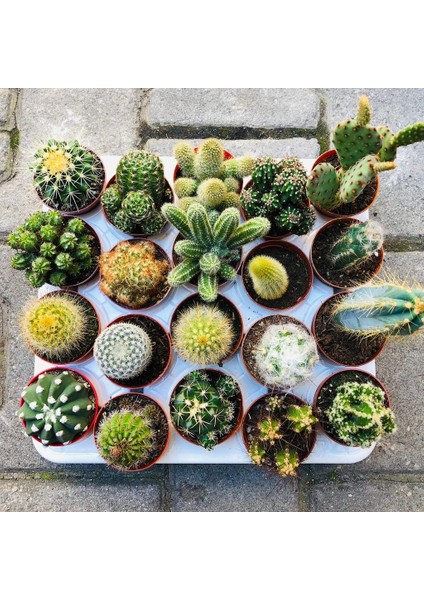 Egzotikbahçe Kaktüs Seti 10 Adet Farklı Cactus Mix Dolgun Formlu Çeşit