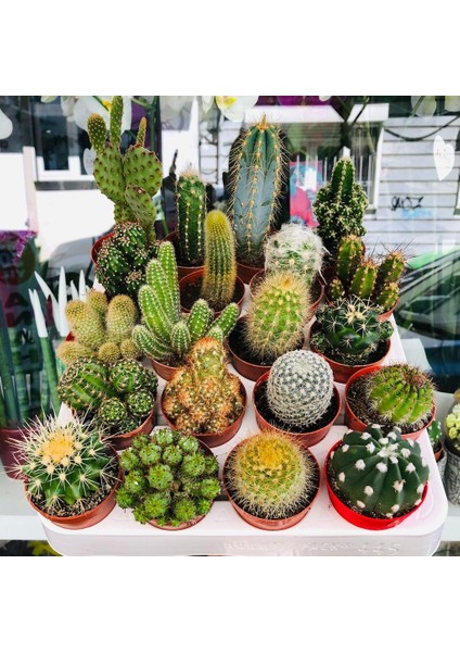 Egzotikbahçe Kaktüs Seti 10 Adet Farklı Cactus Mix Dolgun Formlu Çeşit
