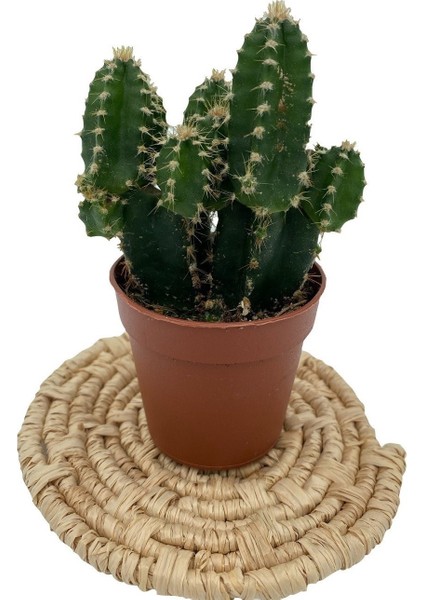 Egzotikbahçe Nadir Kaktüs Cereus Peruvianus Florida Kaktüs