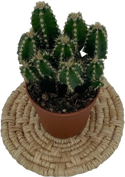 Egzotikbahçe Nadir Kaktüs Cereus Peruvianus Florida Kaktüs fiyatları