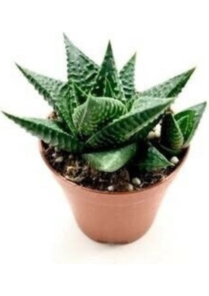 Haworthia Fascita Kaktüs