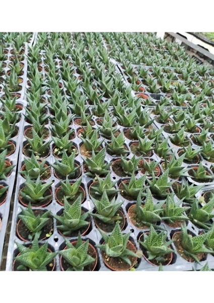 Haworthia Fascita Kaktüs fiyatları