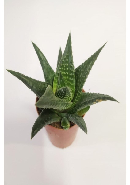Haworthia Fascita Kaktüs modelleri