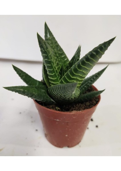 Haworthia Fascita Kaktüs fırsatları