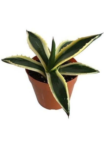 Agave Americana 5,5 cm