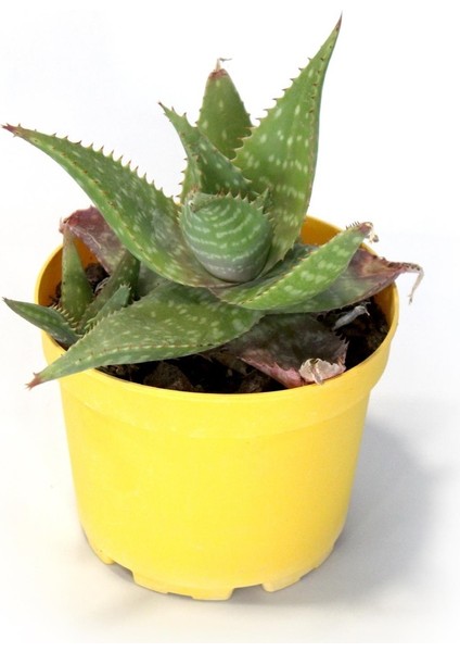 Agave Americana Sukulent Saksı