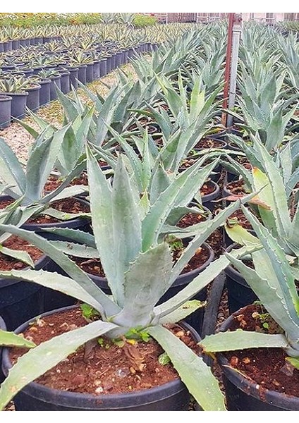 Doğa Çiçekçilik Agave Americana Korkut