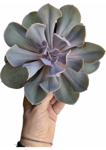 Doğa Çiçekçilik Echeveria Trompette