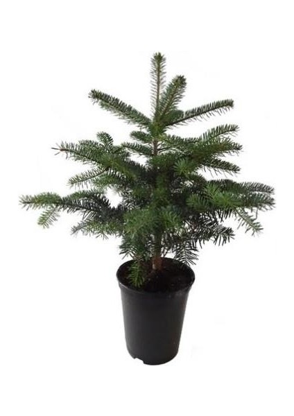 Toros Göknar Köknar Çam Fidanı 6 Yaş 60-90 cm Abies Cilicica
