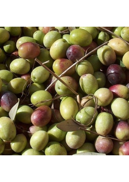 1 Adet Halhal Zeytin Fidanı Tüplüdür 50 60 cm Boy 1,5 Yaş