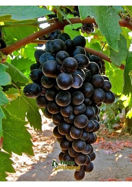 Öküzgözü Üzüm Fidanı Açık Köktür 40 50 cm Boy 2 Yaş