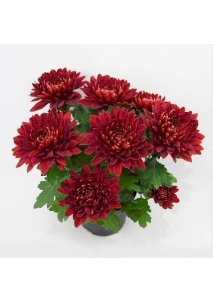 Karışık Renk Kasımpatı Krizantem Hüzün Çiçeği 5-10 cm Chrysanthemum