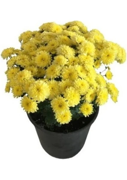 Sarı Kasımpatı Krizantem Hüzün Çiçeği 5-10 cm Chrysanthemum