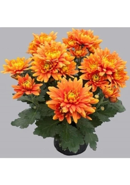 Turuncu Kasımpatı Krizantem Hüzün Çiçeği 5-10 cm Chrysanthemum