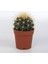 Echinocactus Grusoni Büyük Boy Altın Varil Kaktüs Kaktüs 8,5 cm 1