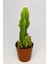 Cereus Peruvianus Nadir Tür Özel Kaktüs Nadide Kaktüs 5.5 cm Saksıda 2