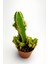 Cereus Peruvianus Nadir Tür Özel Kaktüs Nadide Kaktüs 5.5 cm Saksıda 3