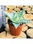 Egzotikbahçe Aloe White Beauty Succulent Koleksiyon Tür Beyaz Benekli Sukulent 1