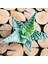Egzotikbahçe Aloe White Beauty Succulent Koleksiyon Tür Beyaz Benekli Sukulent 2