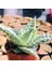 Egzotikbahçe Aloe White Beauty Succulent Koleksiyon Tür Beyaz Benekli Sukulent 3