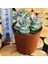 Egzotikbahçe Crassula Conjuncta Succulent Katlı Büyüyen Nadir Sukulent Bitkisi 1