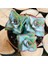 Egzotikbahçe Crassula Conjuncta Succulent Katlı Büyüyen Nadir Sukulent Bitkisi 2