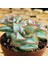 Egzotikbahçe Crassula Conjuncta Succulent Katlı Büyüyen Nadir Sukulent Bitkisi 3