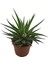 Egzotikbahçe Haworthia Fasciata Kaktüs Büyük Boy - 8,5 cm 1
