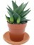 Egzotikbahçe Haworthia Limifolia Büyük Boy Çap 8.5 1