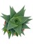 Egzotikbahçe Haworthia Limifolia Büyük Boy Çap 8.5 2
