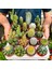 Egzotikbahçe Kaktüs Seti 10 Adet Farklı Cactus Mix Dolgun Formlu Çeşit 1