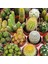 Egzotikbahçe Kaktüs Seti 10 Adet Farklı Cactus Mix Dolgun Formlu Çeşit 2