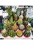 Egzotikbahçe Kaktüs Seti 10 Adet Farklı Cactus Mix Dolgun Formlu Çeşit 4