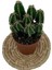 Egzotikbahçe Nadir Kaktüs Cereus Peruvianus Florida Kaktüs 2