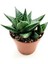 Haworthia Fascita Kaktüs 1