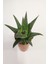 Haworthia Fascita Kaktüs 3