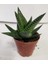 Haworthia Fascita Kaktüs 4