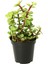Portulacaria Afra Elephant Bush Sukulent 1
