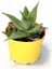 Agave Americana Sukulent Saksı 1