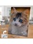 Asil Hobi Cat - Mavi Gözlü Kedi - Sevimli Hayvan Yapboz -Ayak Destekli Çerçeveli 240 Parça Puzzle 2
