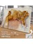 Asil Hobi Sarı Tüylü Kedi - Ressam - Çizim - Hayvan Yapboz-Ayak Destekli Çerçeveli 240 Parça Puzzle 2