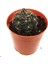 Mamillaria Setrabus Nadir Tür Kaktüs 1