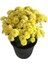 Sarı Kasımpatı Krizantem Hüzün Çiçeği 5-10 cm Chrysanthemum 1