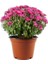 Pembe Kasımpatı Krizantem Hüzün Çiçeği 5-10 cm Chrysanthemum 1