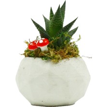 Mossico Design - Geometrik Serisi Beton Saksıda Haworthia Lmf Tasarımı