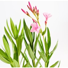 Biorganix Zakkum Çiçeği Fidanı 30-50 cm 1 Adet Nerium Oleander